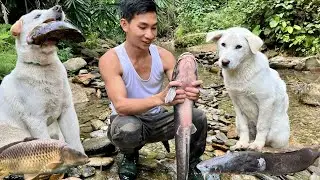 Off-Grid Life With My Dogs | Catching Giant Fish in the Wild