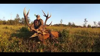 Rykowisko 2019 Red Stag Hunting