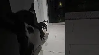 Tommy is my precious cat #cats #cat #catlife #catvideos #catshorts