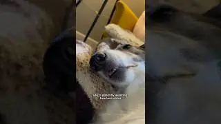 her resume is as long as she is, part 2 #borzoi #dogsofyoutube #dog #funny #petsofyoutube #shorts