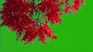 Autumn Tree Green Screen, Fall Leaves Green Screen, Halloween Green Screen,