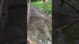 🎣 Fishing for LIFE in a Desi Village | A Day of Traditional Fishing in Rural Life 🌾 Village Ltd