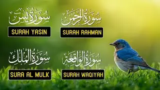 Most Beautiful Surah Yaseen (Yasin) | Surah Rahman | Surah Waqiah | Surah Mulk | Noble Holy Quran 