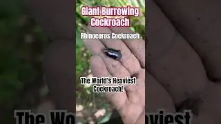 Giant Burrowing Cockroach Nymph 🧬 Macropanesthia rhinoceros 🦏🪳Soil-Dwelling Leaf Recycler🍂