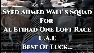 Syed Ahmed Wali ! Birds Are Going To Al Etihad One Loft Race UAE...