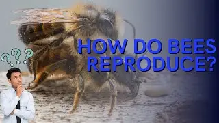 How Do Bees Reproduce???👀👀👀
