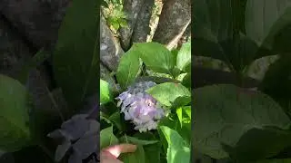 First HYDRANGEA BLOSSOM of the Season! #slowliving #beginnergardening #flowergardening #hydrangeas