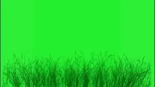 🌱amazing plants animation green screen🟢 videos🎥
