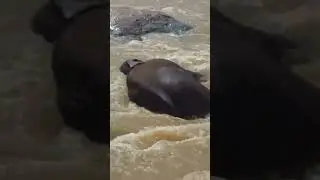 River Bathing !!