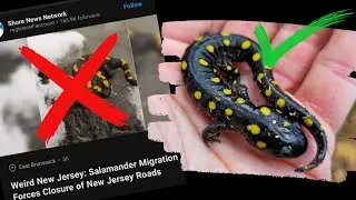 Article Misidentifies a Common Salamander Species?
