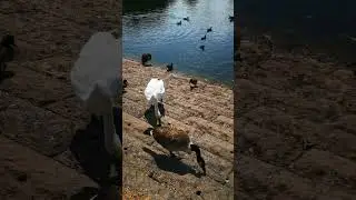 A MASSIVE Flock of Ducks (4K) Chew Valley Lake Bristol #shorts
