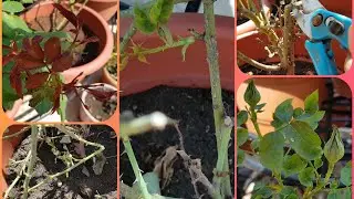 355.गुलाब में नई शाखा लाने की अनोखी तकनीक/ New technique to get  new shoots on Rose plant.