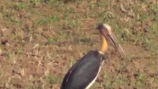 Marabou Stork - African Wading bird - Largest bird.