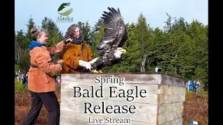 Spring Eagle Release 2025