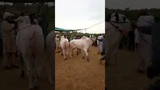 Bhot he khubsorat bail gujar khan mandi main
