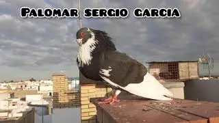 GRABO A MI PALOMO LADR&Oacute;N Y OCURRE &Eacute;STO!!