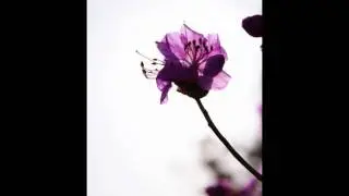 노바소닉 - 진달래꽃