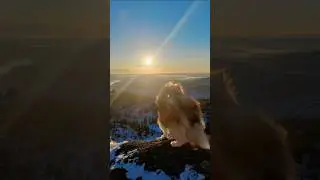 Most beautiful winter hike ever 🐕❄☀️&hearts;️ @Laddie-TheDog  #dog #shorts #shortvideo