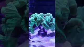 FAVORITE LPS Large Polyp Stony Corals For Your Saltwater Aquarium!  #shorts