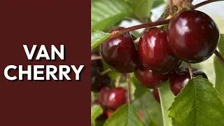 Van Sweet Cherry Review: Ripening Order, Pollination, and Growth at Dingdong's Garden