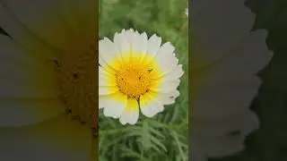 قصور ال خثلان بحريق نعام