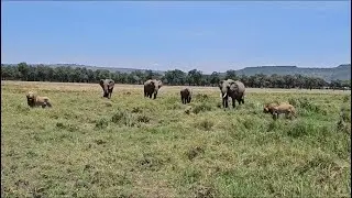 male lions  encounter attack by elephant herd pushing male lions to take off their territory video 