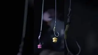 Ecco perch&egrave; lo SPINNER &egrave; il RIG PREFERITO di Oscar Brugger! 💚
