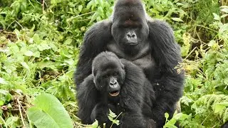 GORILLA REPRODUCTION