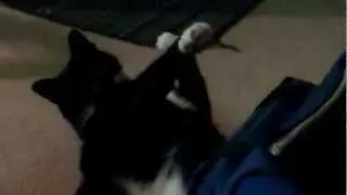 Silly Kitties