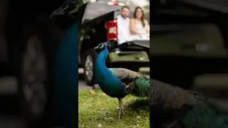 When a Peacock Third-Wheels Your Engagement Shoot 🦚✨ #awkward