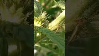 GREENPOINT SEEDS, FROST EVERYWHERE WEEK 2 USING @GeneralHydroponicsUS // PURPLE ALIEN