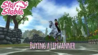Buying a Lipizanner [SSO]