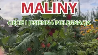 MALINY - Jesienna Pielęgnacja i Cięcie. Wykonaj To Aby Latem Cieszyć Się Dużymi Owocami