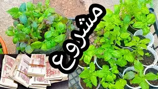مشروع يبحث عليه الجميع / مشروع مربح بدون خسارة وبرأسمال صغير للنساء أيضا