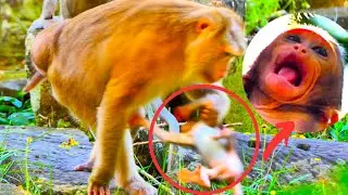 Young Grandma Pigtail Try To Ki/d/n/p Little Baby Monkey Natty Aways Mom