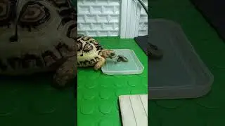 Baby Tortoise Eats Breakfast #turtle #tortoise #cute #animals #pets #reptiles