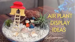 DIY decor ideas with Air plants||Display ideas using Air plant||Tillandsia