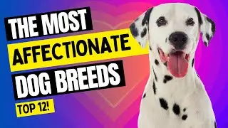 TOP 12 Most LOVING e AFFECTIONATE DOGS: Unconditional Love on Four Legs
