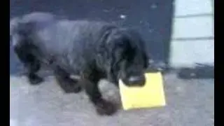 Newfoundlander mailman