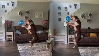 A champ dog doesn't let his balloon hit the ground, even on the verge of falling! || WooGlobe