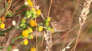 Reuzenvlinder gespot in Huis ter Heide [RTV Utrecht]
