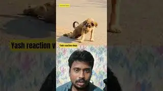 The Most Convincing Acting by a Dog#funny #comedy #animals #funnymemes #trending #viral #shorts