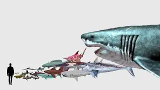 PREHISTORIC SHARKS SIZE COMPARISON | Prehistoric Size Comparison