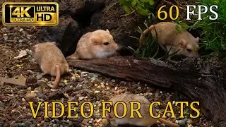 [NO ADS, NO AI] Cat TV for Cats to Watch 😺 Gerbil & Hamster Woodland Discovery &ndash; 4K 60FPS