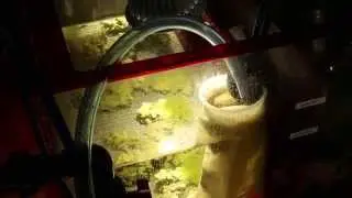 How to Vacuum Aquarium Substrate with No Bucket