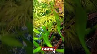 Relaxing Fish Tank Video 🌊 | Calming Water Sounds for Sleep