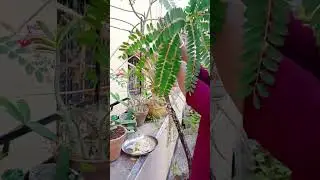 Bok phool 🪿#hummingbirdtree #bokphool #nature #subscribe #garden #fypシ #explore #explorepage #love