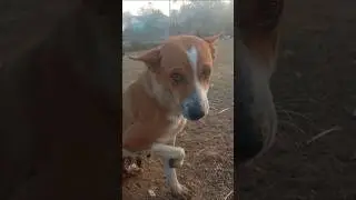 Dog gril dog #shortsfeed 🐕🐕🐕#trending #trendingshorts #dogvideos #shorts #viralshort