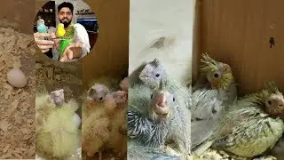 مراحل نمو أفراخ طيور ألكوكتيل و طيور ألبادجي #منير_ليث