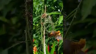 The Asian Golden Weaver's Nest Construction Journey